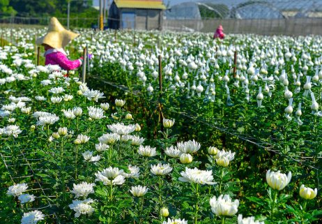 田尾公路花園協會